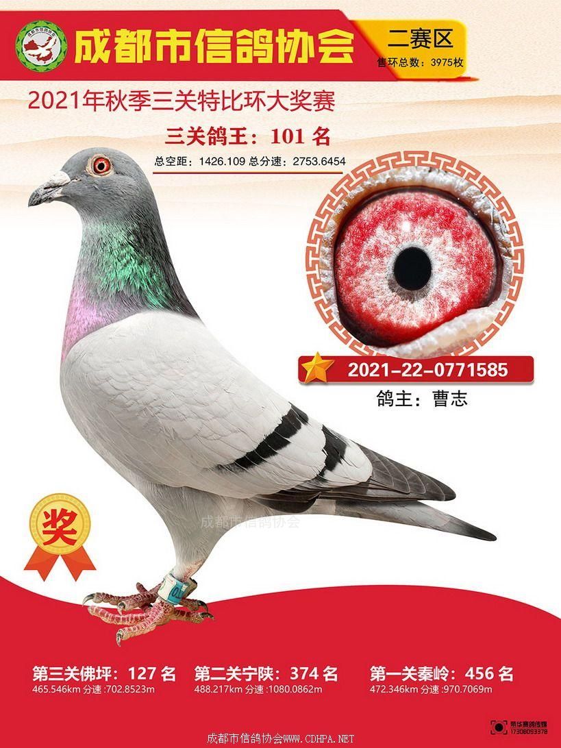成都市21秋特二赛区三关鸽王101-150名照片