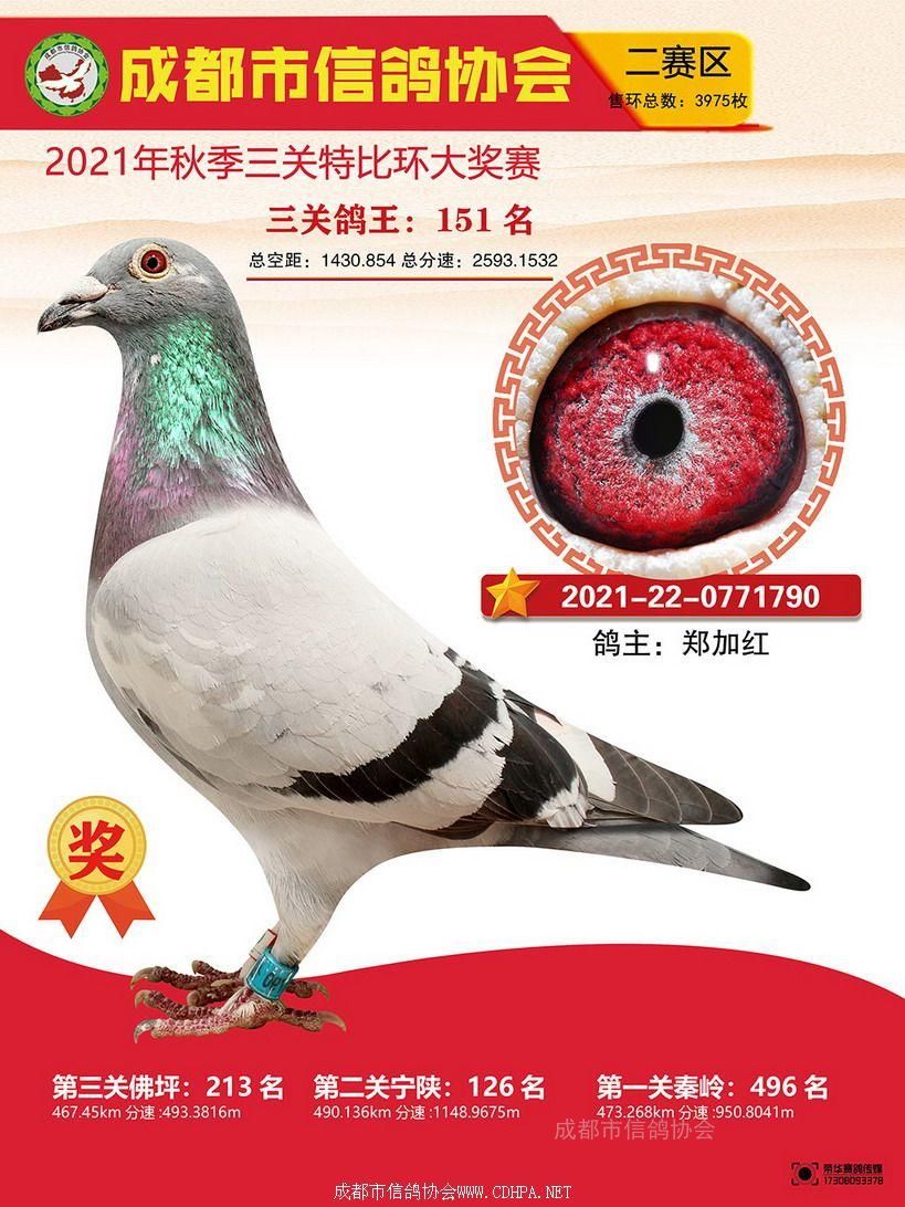 成都市21秋特二赛区三关鸽王151-200名照片