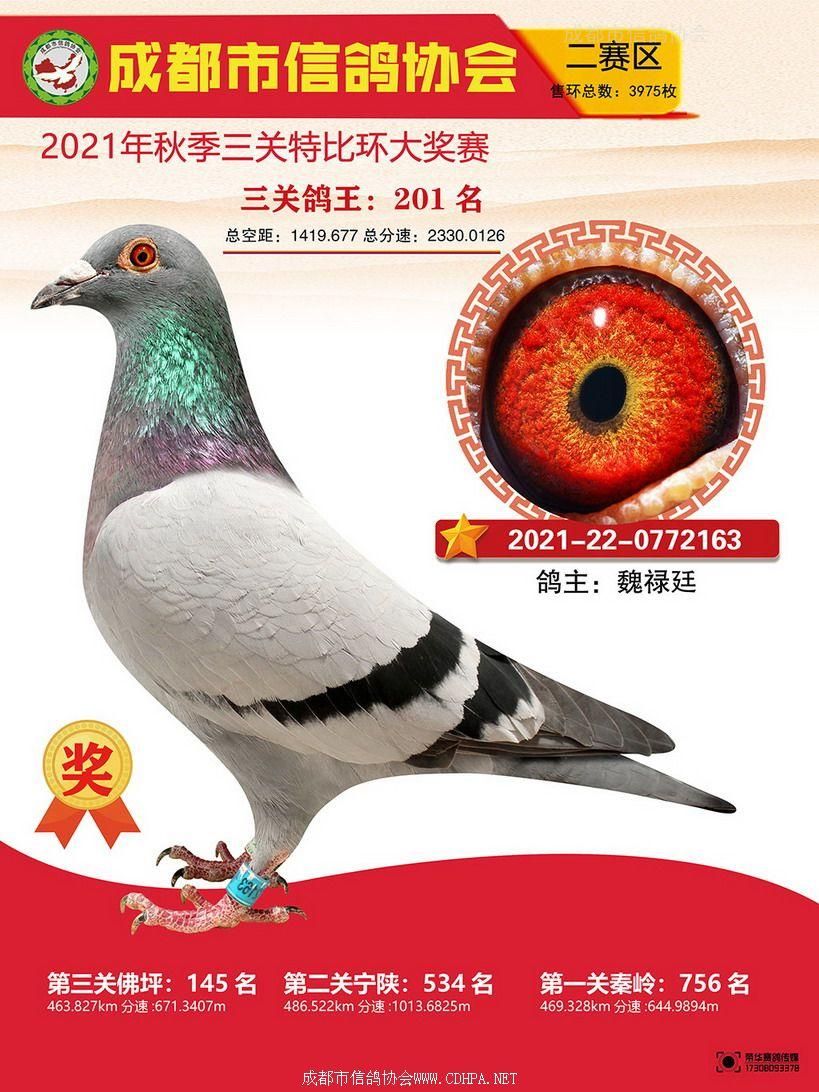 成都市21秋特二赛区三关鸽王201-252名照片