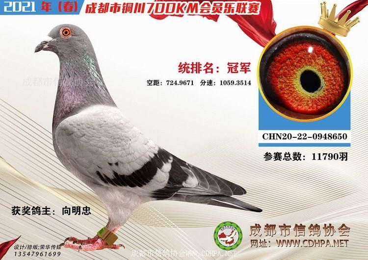 21春成都市会员乐铜川宜君700公里全市统排前10名获奖鸽照片