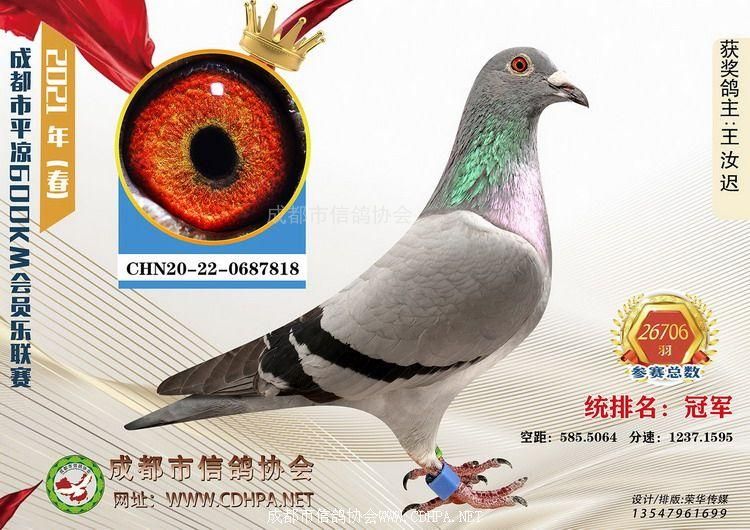 21春成都市会员乐平凉600公里全市统排前50名获奖鸽照片