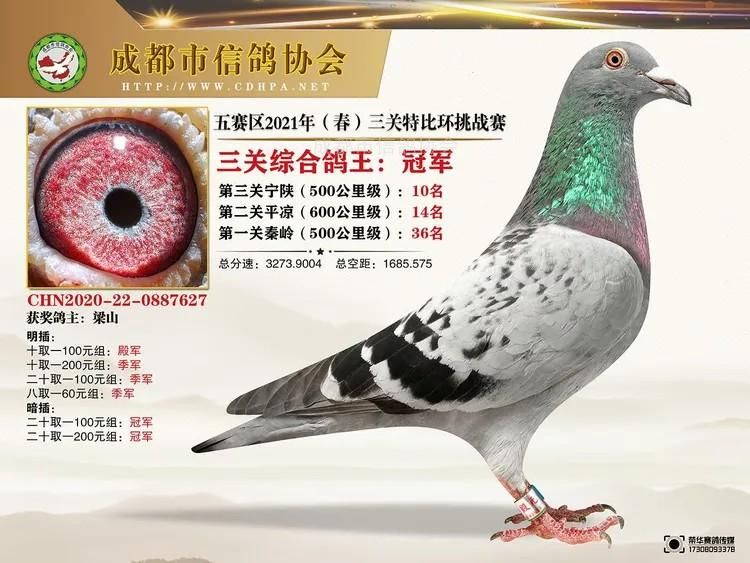 21春成都市五赛区三关特比环获奖鸽冠军-100名