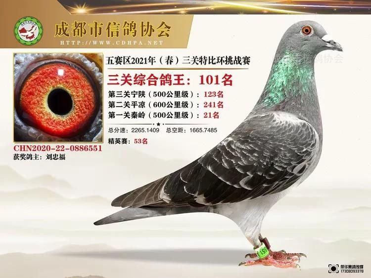 21春成都市五赛区三关特比环获奖鸽101-129名