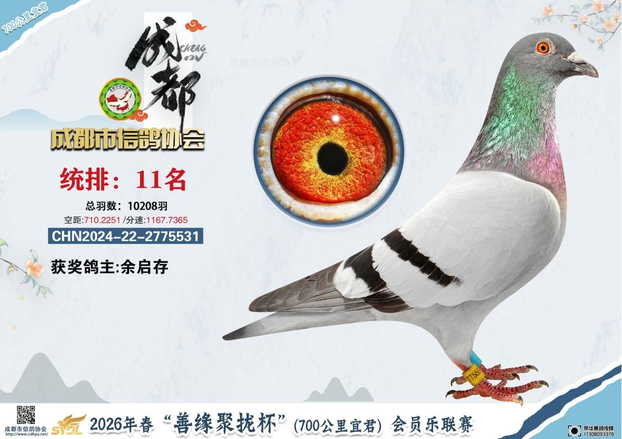 26春成都市“善缘聚拢杯”会员乐联赛宜君站11-50名获奖鸽