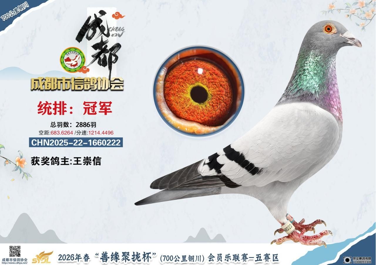 26春成都市“善缘聚拢杯”会员乐联赛铜川站前10名获奖鸽