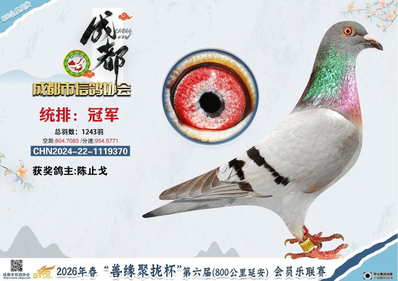 26春成都市“善缘聚拢杯”会员乐联赛800公里冠军-20名获奖鸽