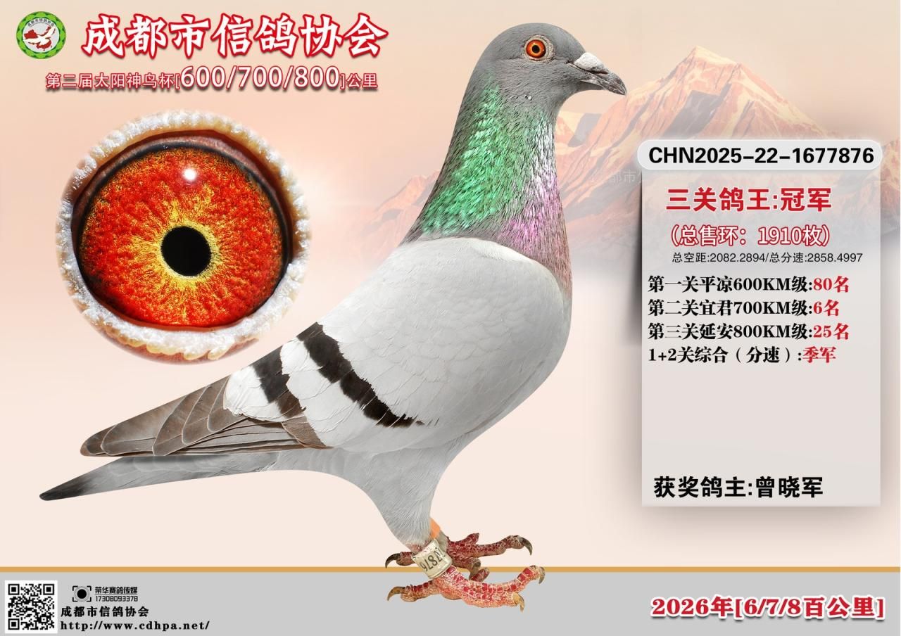 26年春成都市第二届太阳神鸟杯678三关特比环冠军-10名获奖鸽