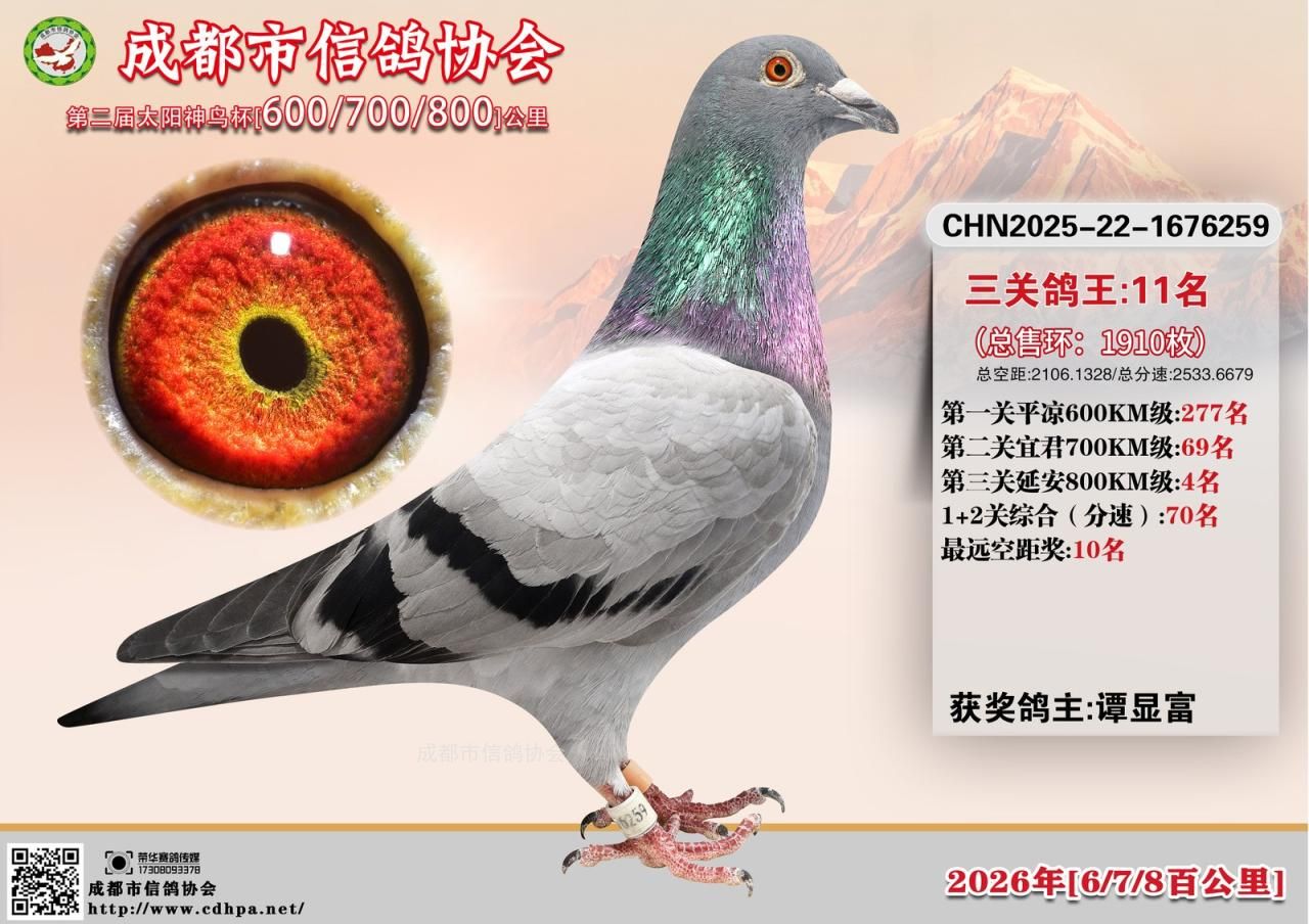 26年春成都市第二届太阳神鸟杯678三关特比环11-55名获奖鸽