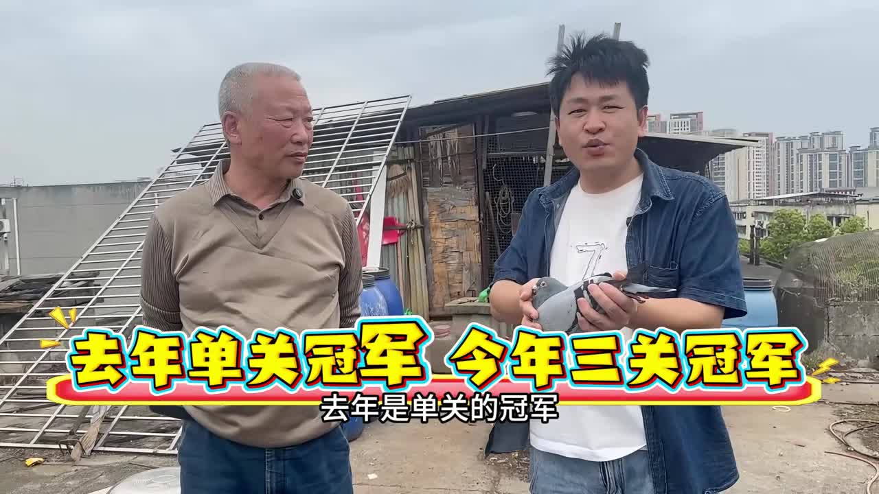  何世忠-26春成都市信鸽协会“蓉城杯”5-6-7总冠军 