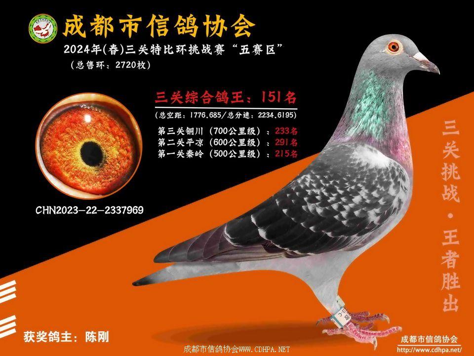 2024春五赛区5-6-7百公里三关特比环第21-50名获奖鸽照片