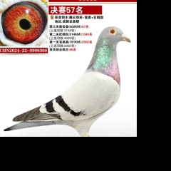 窦勇